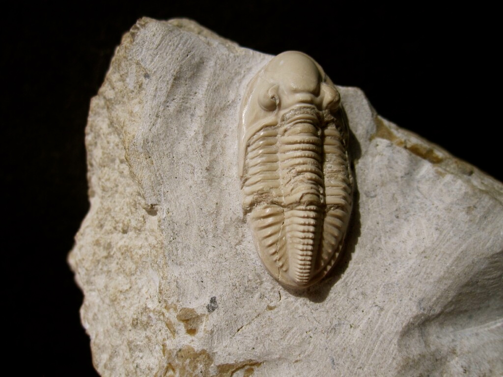 Paladin transilis Trilobite 
